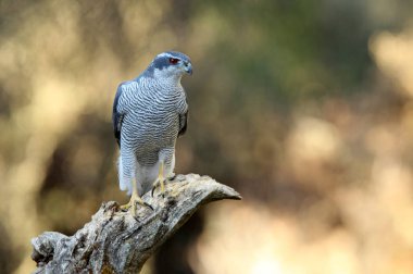 Kuzey Goshawk. Oktay güler
