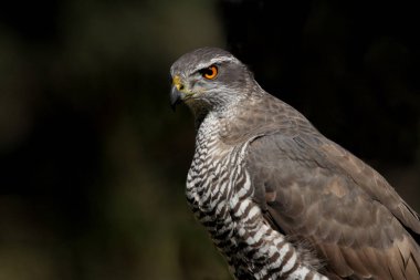 Kuzey Goshawk. Oktay güler