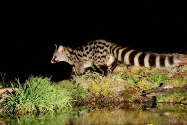 Genet. Genetta Genetta. Memeliler.