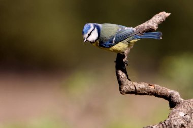 Mavi baştankara. cyanistes caeruleus