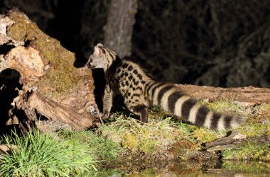 Genet. Genetta Genetta. Memeliler.