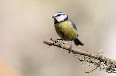 Mavi baştankara. cyanistes caeruleus
