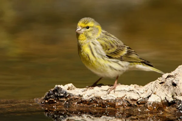 Küçük iskete, Serinus serinus