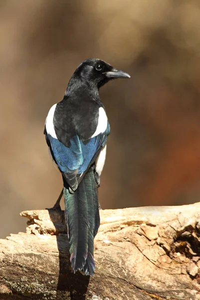 Magpie Comum Pica Pica — Fotografia de Stock