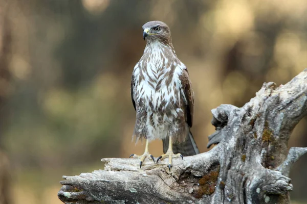 일반적인 독수리입니다 Buteo Buteo — 스톡 사진