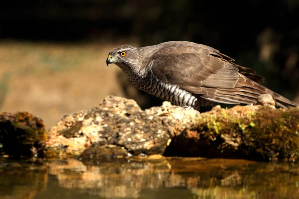 Northern Goshawk Accipiter Gentilis — Stock Photo, Image