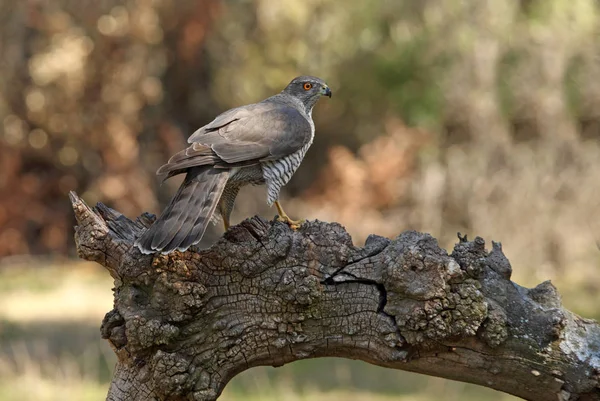 Nördlicher Habicht Accipiter Gentilis — Stockfoto