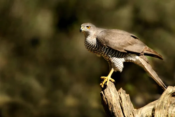 Autour Des Palombes Accipiter Gentilis — Photo