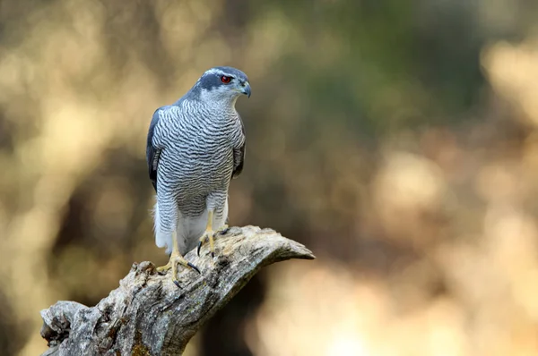 Kuzey Goshawk. Oktay güler