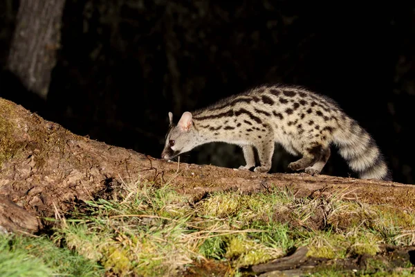 Genet Genetta Genetta Mamíferos — Foto de Stock