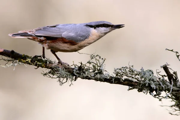 Una Zorra Euroasiática Sitta Europaea —  Fotos de Stock