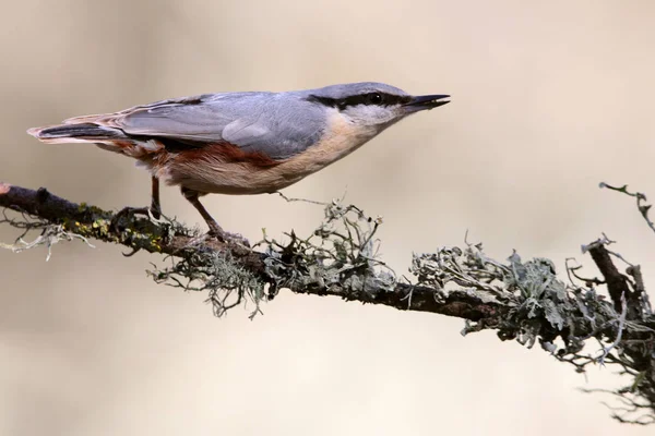 Kleiber Sitta Europaea — Stockfoto