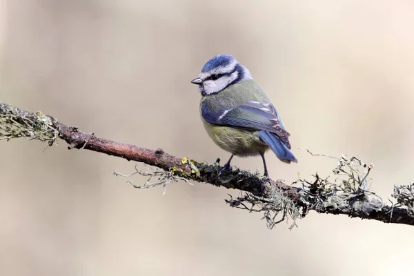 Blaumeisen Cyanistes Caeruleus — Stockfoto