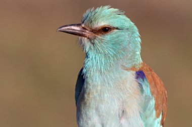 Coracias garrulus. Avrupa silindir