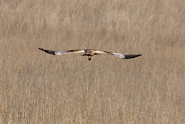 Batılı bataklık gemisi, Circus aeroginosus