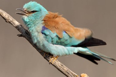 Coracias garrulus. Avrupa silindir