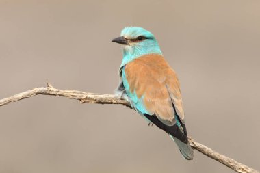 Coracias garrulus. Avrupa silindir