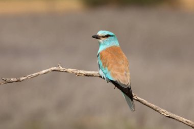 Coracias garrulus. Avrupa silindir