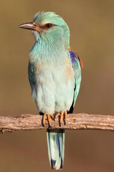 Coracias Garrulus Rolo Europeu — Fotografia de Stock