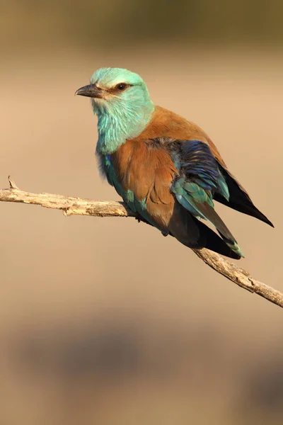 Coracias Garrulus Rullo Europeo — Foto Stock