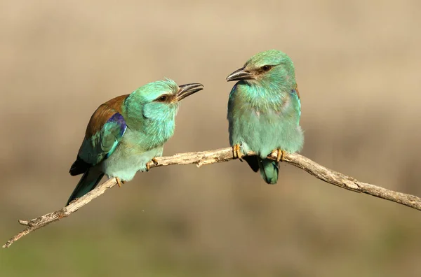 Coracias Garrulus Звичайна Сиворакша — стокове фото