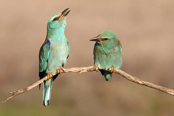 Coracias Garrulus Mandelík Hajní — Stock fotografie