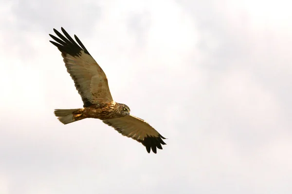 Western Marsh Harrier Circus Aeroginosus — 스톡 사진