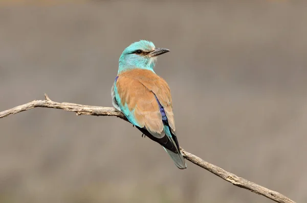 Coracias Garrulus Rouleau Européen — Photo