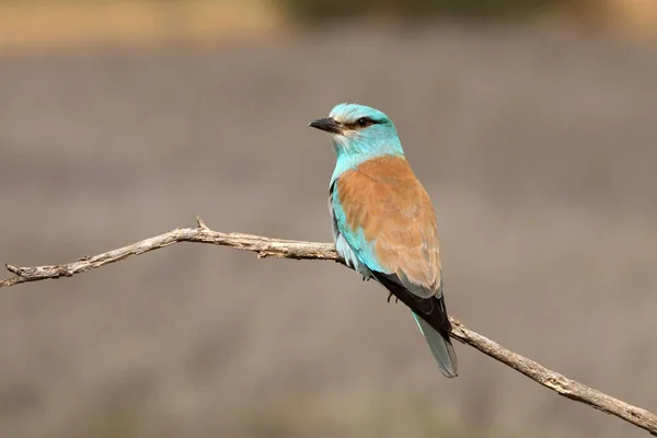 Coracias Garrulus Rouleau Européen — Photo