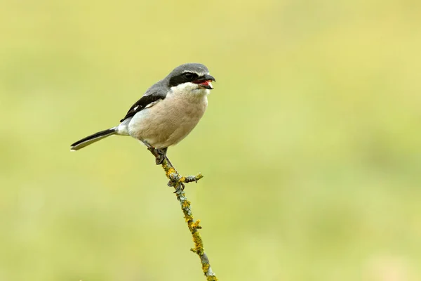 Shrike Grigio Del Sud Lanius Meridionalis — Foto Stock