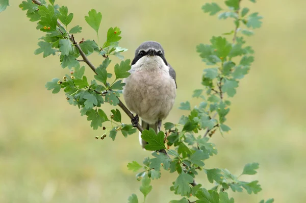 Pie Grièche Grise Lanius Meridionalis — Photo