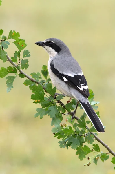 Güney grisi örümcek kuşu. Lanius meridionalis