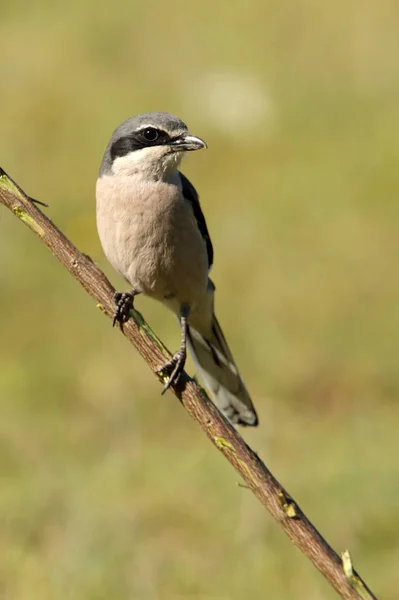 Shrike Gris Sureño Lanius Meridionalis — Foto de Stock