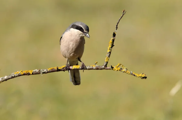 Shrike Gris Sureño Lanius Meridionalis — Foto de Stock