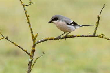 Güney grisi örümcek kuşu. Lanius meridionalis
