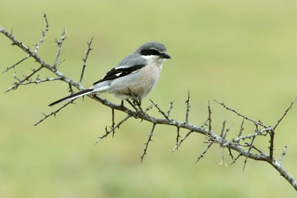 Ťuhýk Šedý Lanius Meridionalis — Stock fotografie