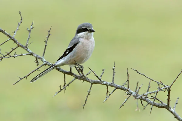 Ťuhýk Šedý Lanius Meridionalis — Stock fotografie