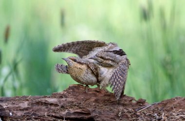 Erkek ve Avrasya wryneck çiftlik, Jynx torquilla kadın