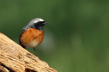 Erkek Ortak redstart, Fenikefebü