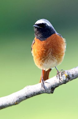 Erkek Ortak redstart, Fenikefebü