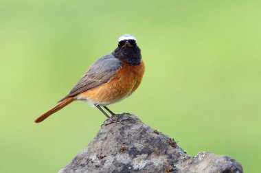 Erkek Ortak redstart, Fenikefebü
