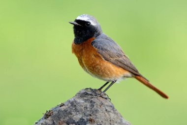Erkek Ortak redstart, Fenikefebü