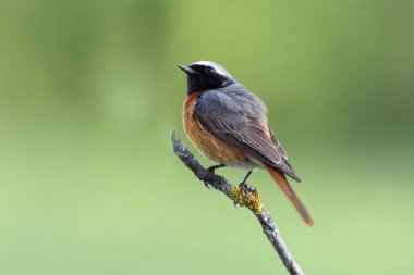 Erkek Ortak redstart, Fenikefebü