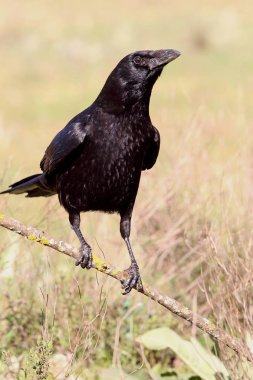 leş kargası, corvus corone