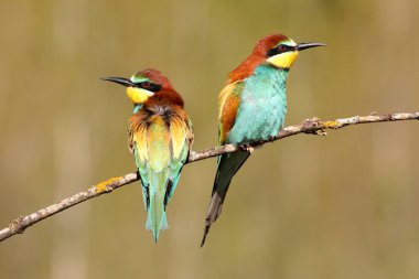 Avrupalı Arı yiyici, Merops apiaster