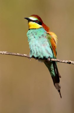 Avrupalı Arı yiyici, Merops apiaster