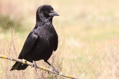 leş kargası, corvus corone