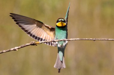 Avrupalı Arı yiyici, Merops apiaster