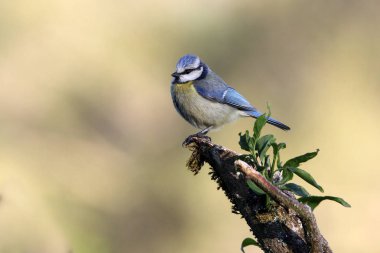 Blue tit with the first light of the morning in an oak forest on a cold and cloudy winter morning