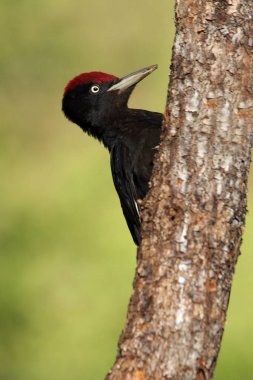 Siyah ağaçkakan erkek , Dryocopus martius